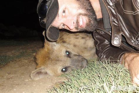 獴科巨鬣狗:一个成年人能徒手杀死一只成年斑鬣狗吗？