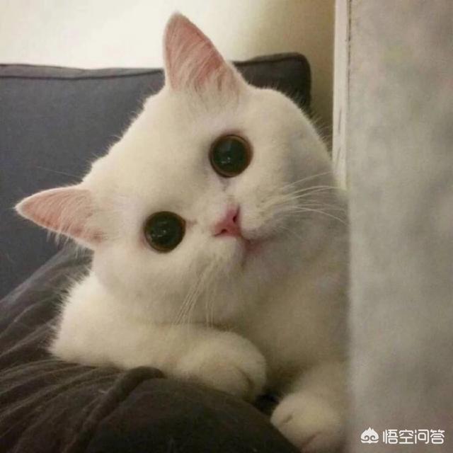 想养猫纠结中,土猫和品种猫有什么区别我想养土猫朋友建议我养品种猫？