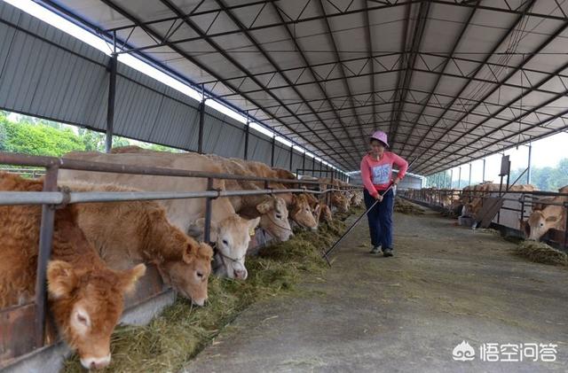 肉狗养殖场怎么建设:如何建一个赚钱的小型养牛场？