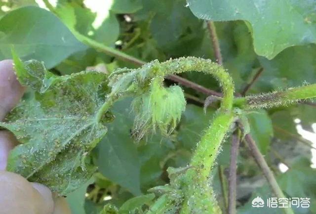 棉花蚜虫:棉花蚜虫防不下去，真的是抗性强吗？还是走入了防治误区？