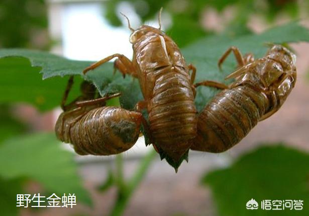 肉干销售渠道:商场卖的肉干在哪里批发 养殖业产品销往哪里？怎么销售？
