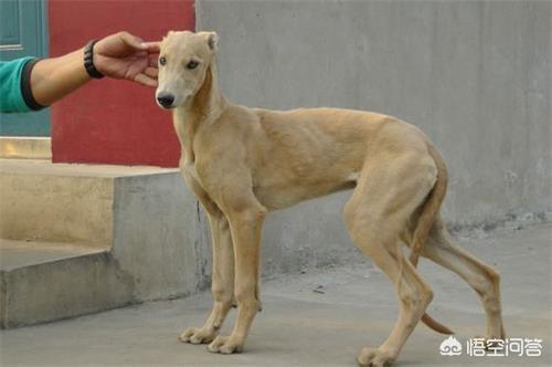 河间格力犬种公:格力犬有炎症影响怀孕吗？