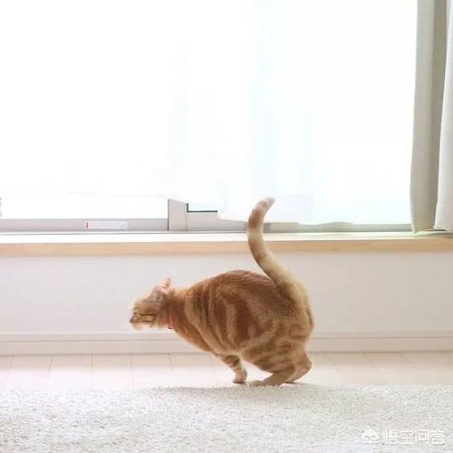 世界上最大的猫:如果博尔特和家猫跑100米，谁的速度快？