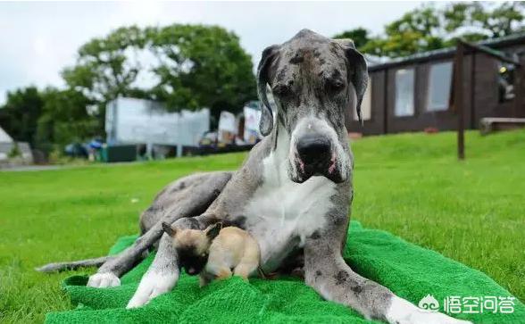 混血大丹犬价格:世界上最大的是犬种可以和最小的犬种杂交吗？ 黑色大丹犬价格表