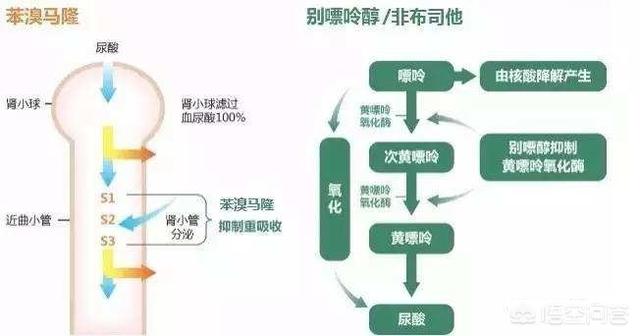 尿酸过高是尿毒症前兆吗:痛风患者，尿酸升高时，是不是肌酐也会跟尿酸一起升高？