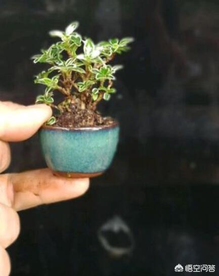 刚买回的六月雪怎么养:六月雪如何种植和浇水，使用什么样的土和肥？