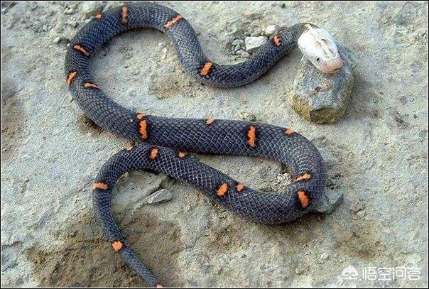 农村养殖五步臭懒的人说,一直最难繁衍的不是莽山烙铁头,而是白头蝰