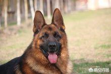 猫论坛德国牧羊犬视频:德国牧羊犬适不适合庭院喂养？可以看家吗？