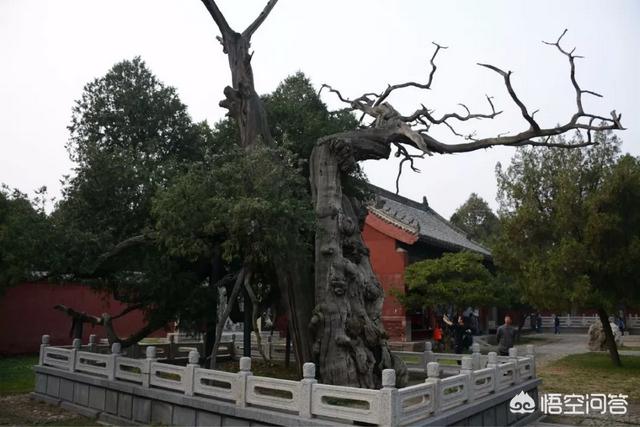 孟州滨河公园荷花花期多少天:孟州滨河公园赏荷花最好时间 河南有哪些赏花的好地方？