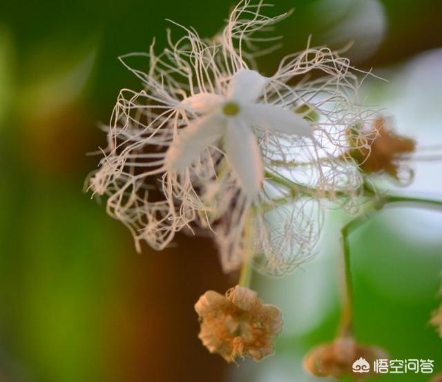头条问答 是不是所有的瓜类的开花都是5瓣 例如 黄瓜 丝瓜 苦瓜等等 9个回答