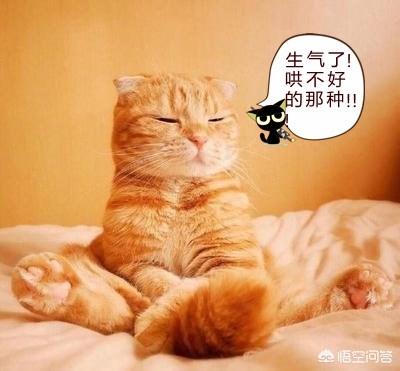 打小猫:昨晚猫咪总上床，我妈急眼打了猫，今天一直叫怎么做才行？