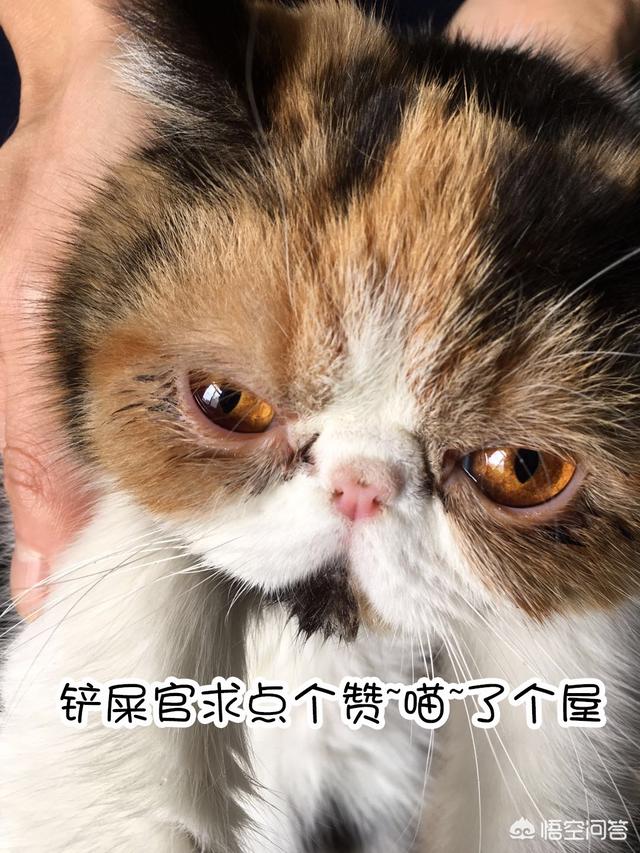 悟空问答 猫咪可以吃米饭吗 吃米饭会营养不良吗 11个回答