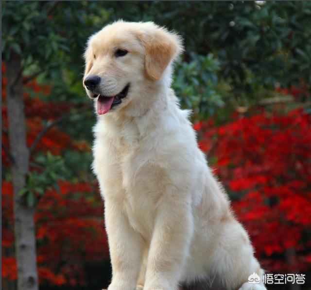 小犬当家:你知道不能对刚到家的狗狗做什么事情吗？