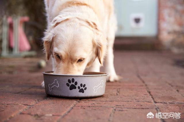 杜兵狗吃米饭吗:金毛犬以白米饭为主食可以吗？为什么？