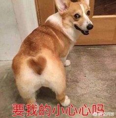 宠物狗的品种及图片柯基:为什么有些柯基犬会那么臭？ 狗狗品种柯基图片