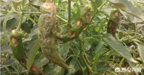 软腐病:软腐病用什么药最好 如何防治马铃薯的软腐病？