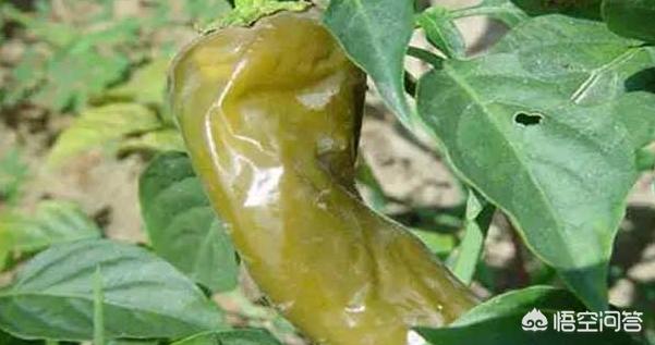 软腐病:软腐病用什么药最好 如何防治马铃薯的软腐病？