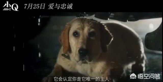 导盲犬小q观后感600:看完电影《小Q》，你有什么感受？