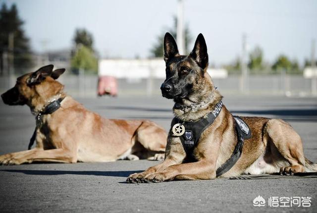 北京马犬警犬:金毛能当警犬吗，为什么？