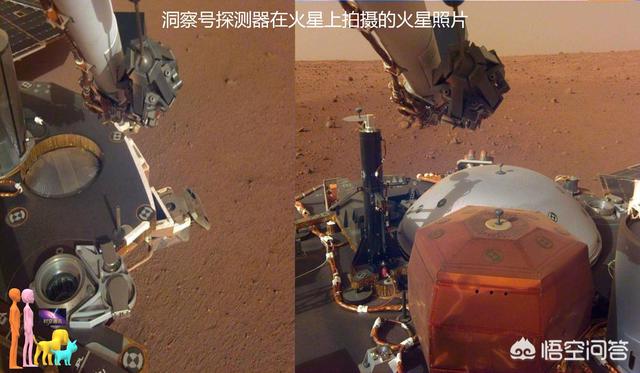 假如把一只蚂蚁送到火星上，蚂蚁能生存吗？