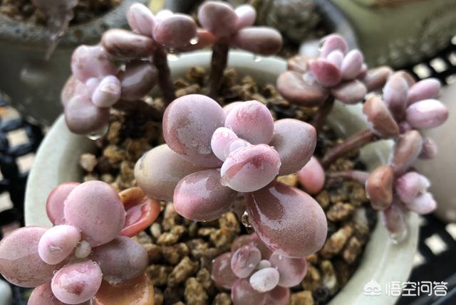 多肉景天科长生草属有哪些植物:多肉长的几种斑该怎么区分呢？