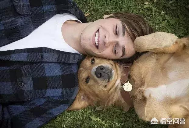 导肓犬小q在线观看:从《导盲犬小Q》中我们可以看出什么？