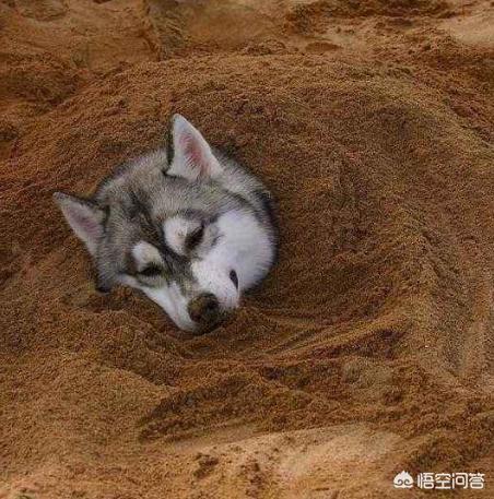 鹰叭犬王大帝多少钱一个:如果城里只能养一种犬。你希望是哪种犬？为什么？