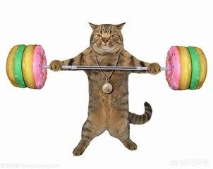 猫白血病传染婴儿:猫瘟之后再领养小猫，怎么有效消毒？