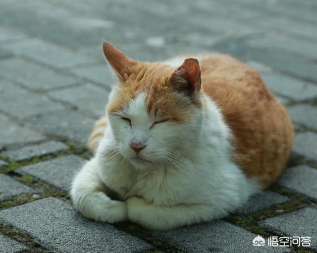 一只会弹钢琴的猫咪:十岁以上的老猫是什么样的？ 猫咪弹钢琴表情包