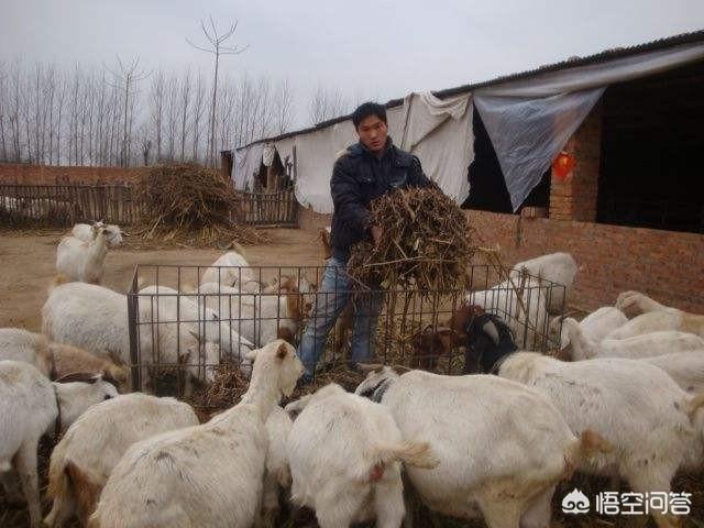 养猪、养牛、养驴和养羊,哪个利润高？