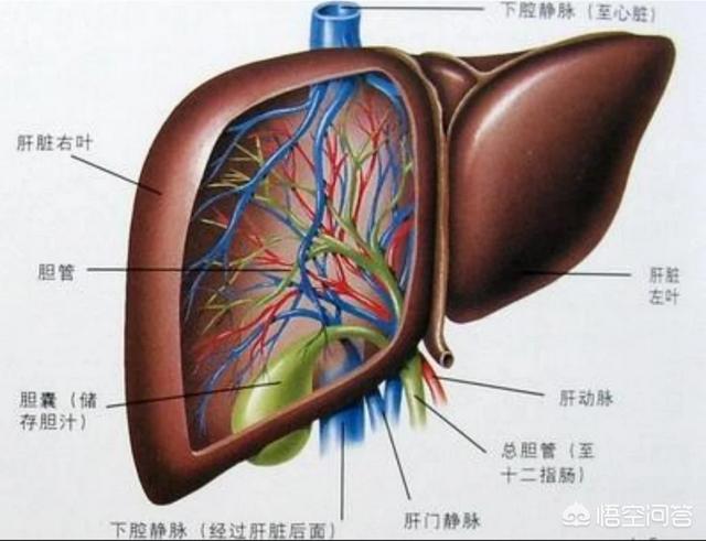 肝脏血流走向图图片