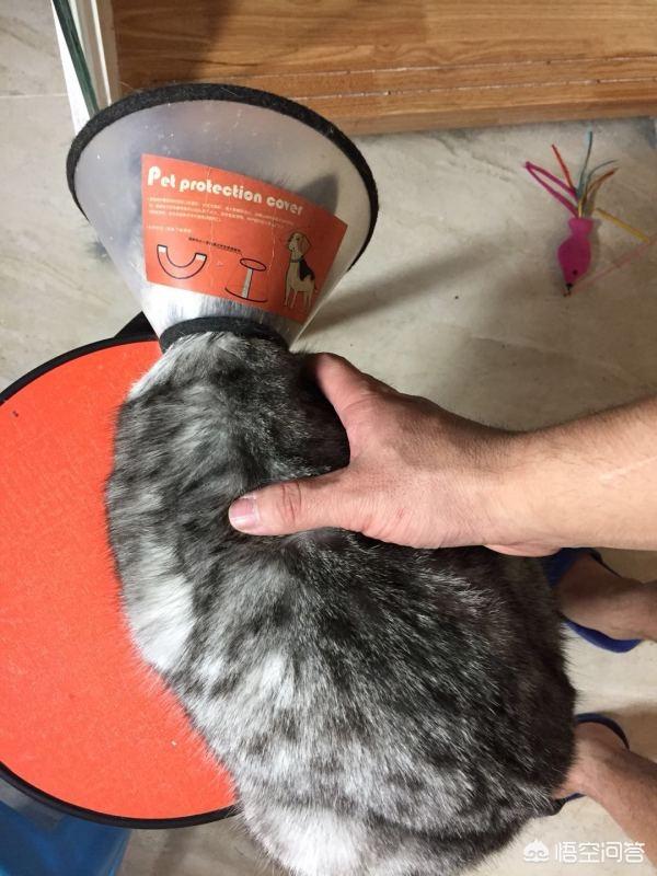 头条问答- 成年的猫咪得了猫鼻支要怎么办？(2个回答)