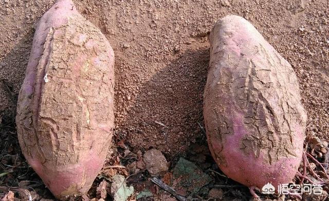 花叶芋根结线虫病:烟叶旺长期发生根结线虫能根治吗？