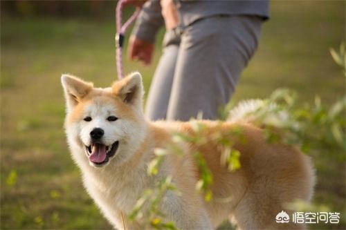 秋田狗喝水笑了的:成年秋田犬一天几次尿正常，秋田犬尿频滴尿正常吗？