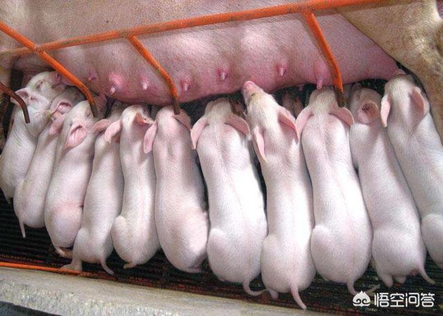 老母猪生小孩:母猪产后吃仔猪是什么原因