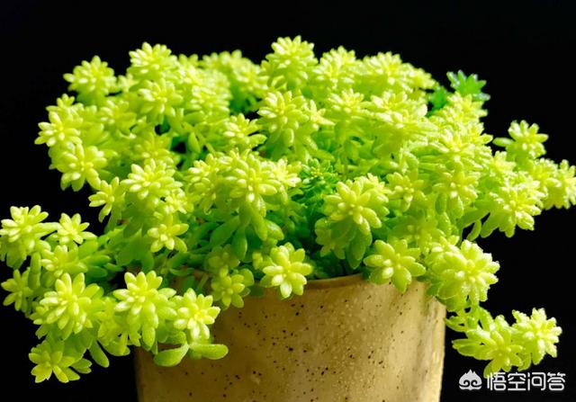 黄金草的种植风险:一株黄金草种植，放到泥炭土表面可以吗？土要潮湿吗？