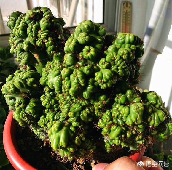 头条问答 - 仙人山山影拳如果换盆,用什么土好?(5个回答)