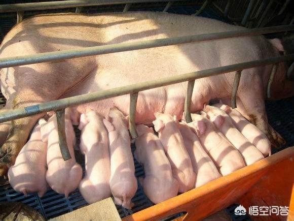 母猪脱肛是怎么回事:母猪霉菌毒素中毒都有哪些影响？