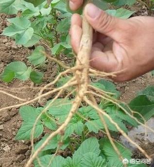 飞燕草发芽:飞燕草发芽的样子 大花飞燕草种子催芽方法？