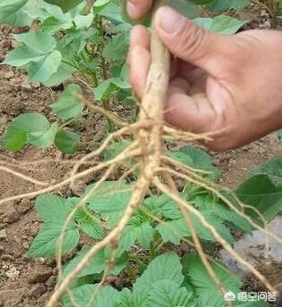 飞燕草播种时间:大花飞燕草种子催芽方法？