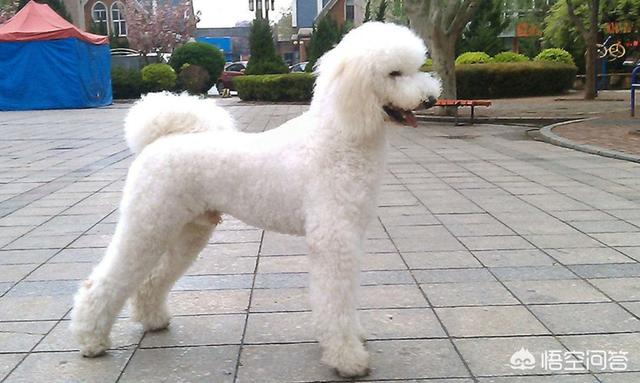 巨贵犬吃什么长得大:喂什么食物可以让金毛长得高高壮壮？