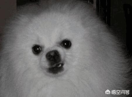 纯种博美犬好养吗:博美狗狗的饲养难度高吗？