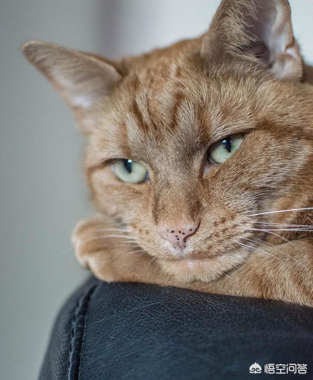 地下吸猫到底是什么意思:东阳三男子爱猫成瘾，深夜偷猫又亲又抱，你有何看法？