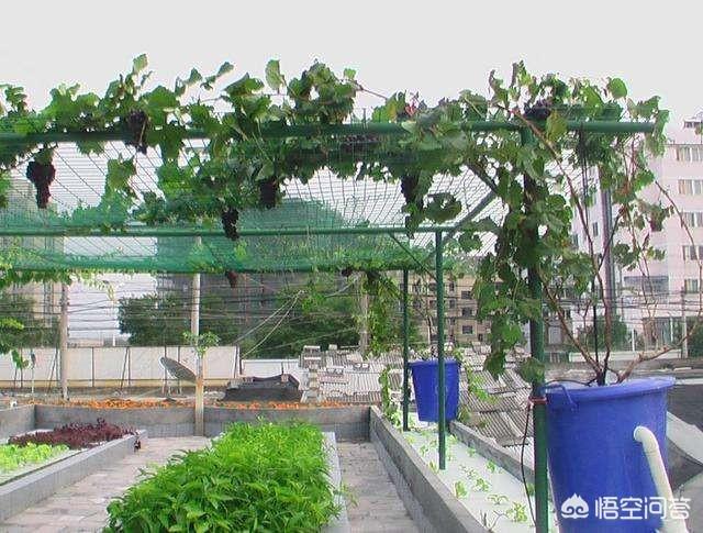 屋顶造空中秧田:适合屋顶种植的果树和花草有哪些？