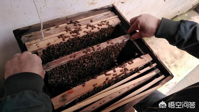 水貂笼箱:水貂笼皮尔卡丹 水貂皮草可以放在樟木箱里吗？
