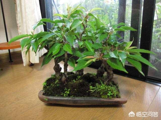 盆栽樱桃番茄种植方法:如何在阳台上种植盆栽圣女果吗？盆栽圣女果有哪些方法和技巧吗？