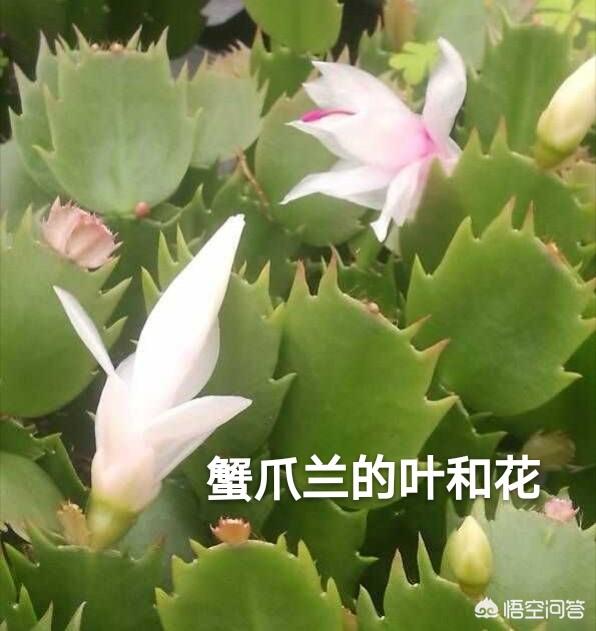 假昙花群:蟹爪兰假昙花仙人指怎样养护？