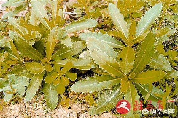 朋友们春天好,吃野菜了吗？您有哪些挖野菜的记忆？挖野菜应该注意什么？怎么做好吃？