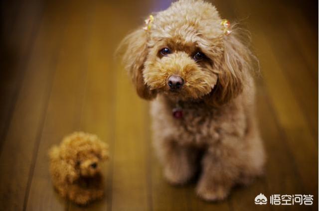泰迪犬怎么看纯不纯:泰迪狗怎么看纯不纯 如何挑选一只健康、纯种的泰迪犬？