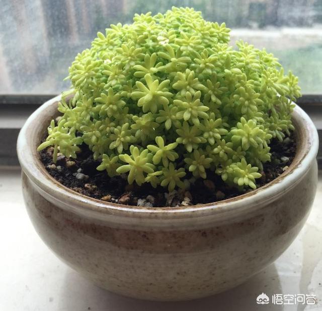 薄雪万年草扦插图解:黄金万年草如何才能养到爆盆？